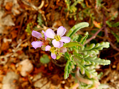 Cakile maritima Salinas River State Beach, CA, US Cakile maritima,Fall,Geotagged,United States