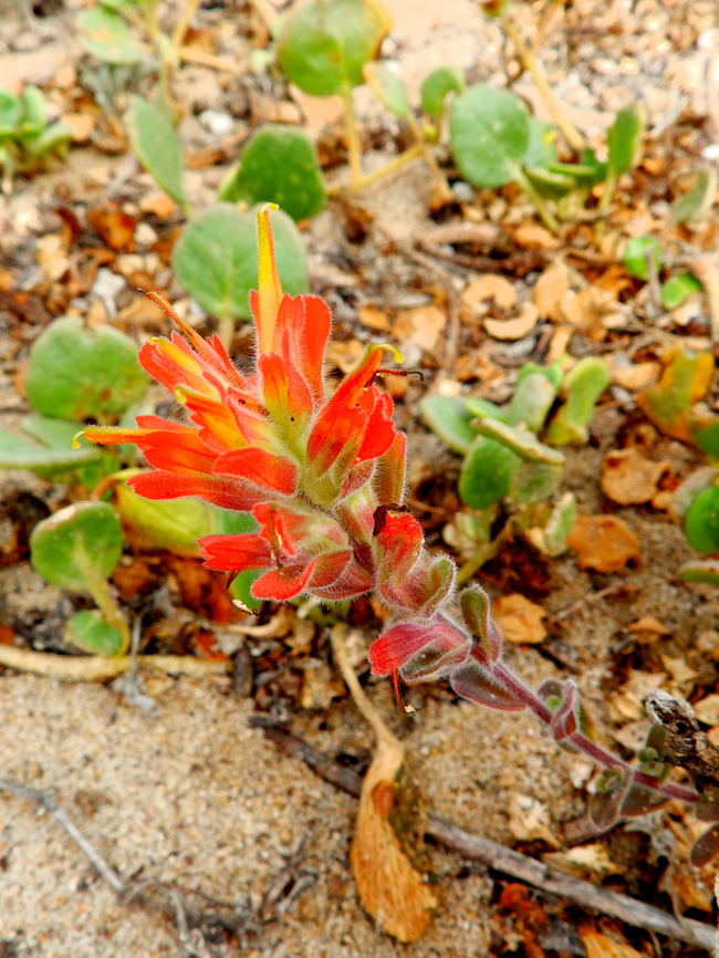 Castilleja latifolia Salinas River State Beach, CA, US Castilleja latifolia,Fall,Geotagged,United States