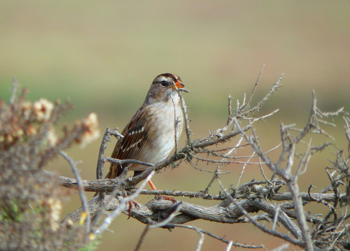 Zonotrichia_leucophrys Salinas River State Beach, CA, US Fall,Geotagged,United States,White -crowned sparrow,Zonotrichia leucophrys