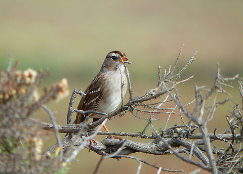 Zonotrichia_leucophrys Salinas River State Beach, CA, US Fall,Geotagged,United States,White -crowned sparrow,Zonotrichia leucophrys