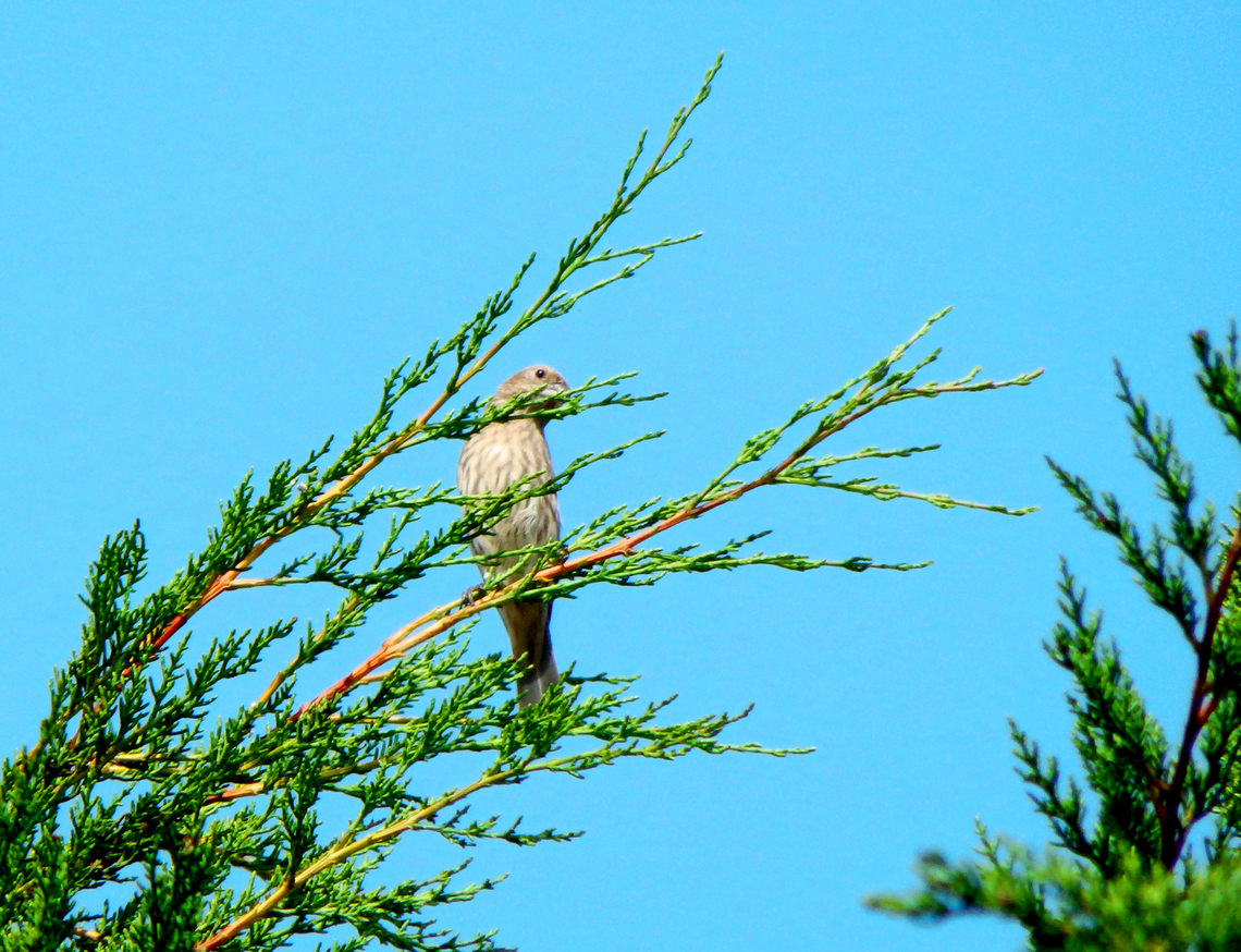 House Finch - Haemorhous mexicanus (female) Salinas River State Beach, CA, US Carpodacus mexicanus,Fall,Geotagged,House Finch,United States