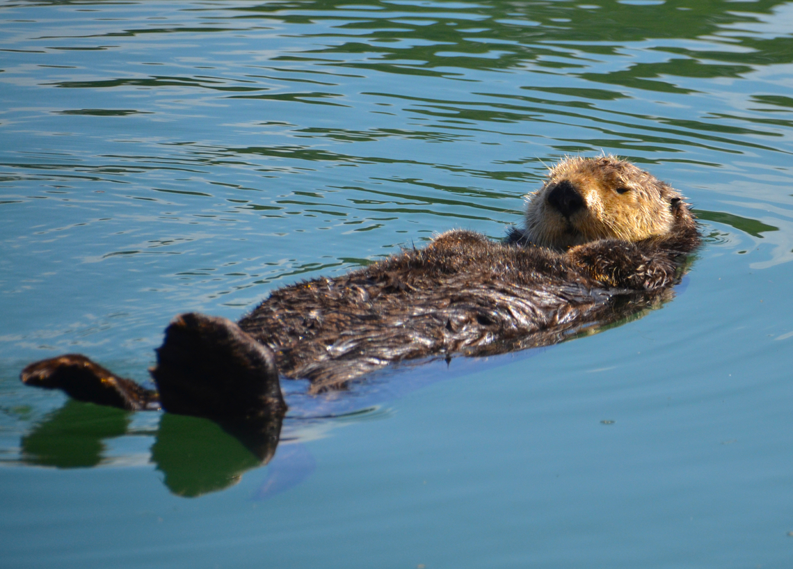 Sea Otter - Enhydra lutris Moss Landing, CA, US Enhydra lutris,Fall,Geotagged,Sea otter,United States