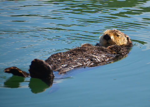 Sea Otter - Enhydra lutris Moss Landing, CA, US Enhydra lutris,Fall,Geotagged,Sea otter,United States