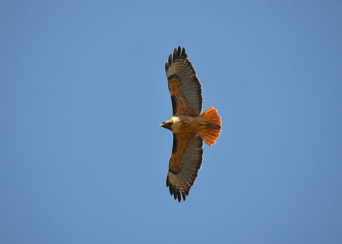 Red-tailed hawk - Buteo jamaicensis Elkhorn Slough Reserve, CA, US Buteo jamaicensis,Fall,Geotagged,Red-tailed hawk,United States