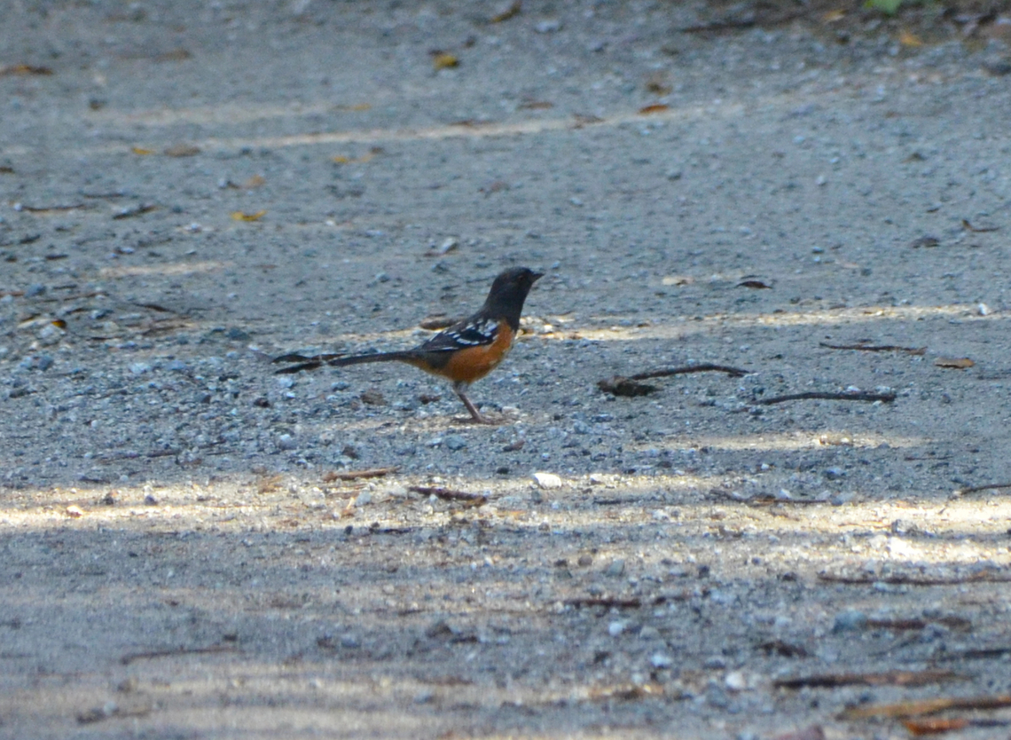 Spotted towhee - Pipilo maculatus Elkhorn Slough Reserve, CA, US Fall,Geotagged,Pipilo maculatus,Spotted towhee,United States