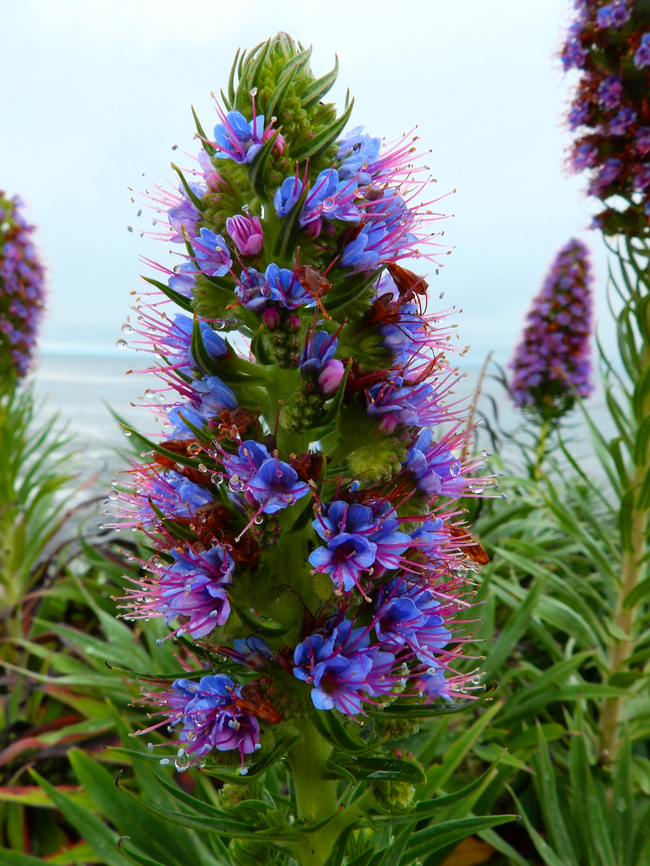 Echium candicans Pacific Grove, Monterey, CA, US Echium candicans,Fall,Geotagged,Pride of Madeira,United States