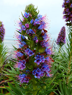 Echium candicans Pacific Grove, Monterey, CA, US Echium candicans,Fall,Geotagged,Pride of Madeira,United States
