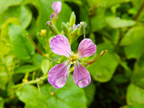 Raphanus sativus Pacific Grove, Monterey, CA, US Fall,Geotagged,Radish,Raphanus sativus,United States