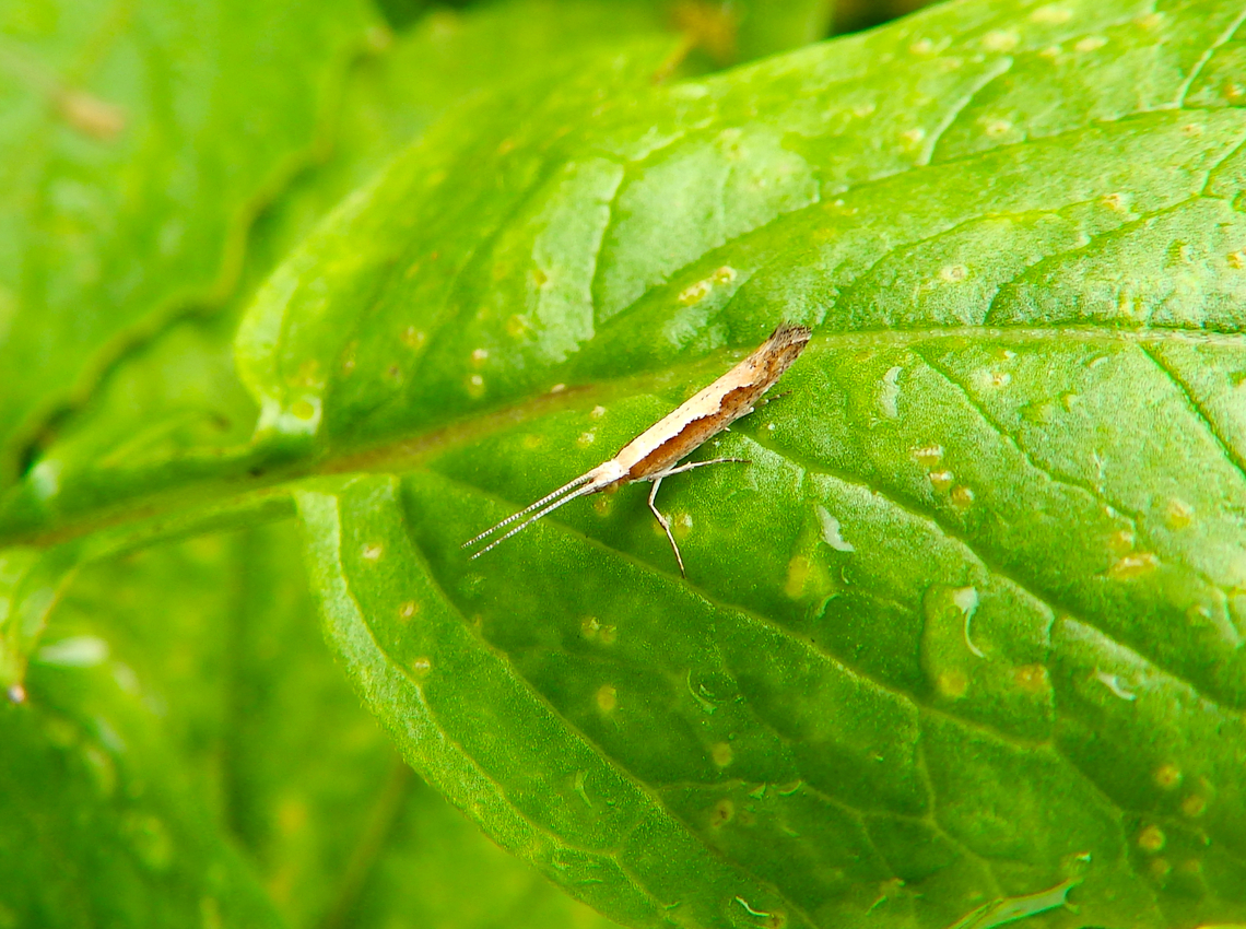 Diamondback moth - Plutella xylostella Pacific Grove, Monterey, CA, US Diamondback moth,Fall,Geotagged,Plutella xylostella,United States