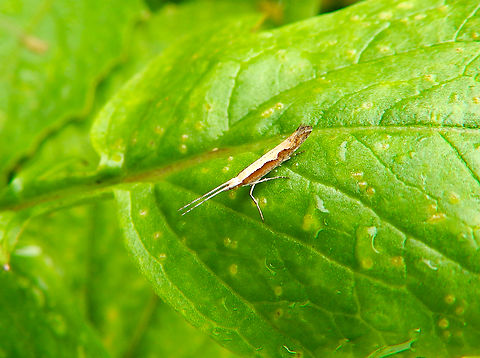 Diamondback moth - Plutella xylostella Pacific Grove, Monterey, CA, US Diamondback moth,Fall,Geotagged,Plutella xylostella,United States