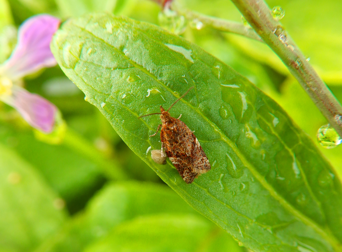 Tortricidae, maybe Clepsis Pacific Grove, Monterey, CA, US Fall,Geotagged,United States
