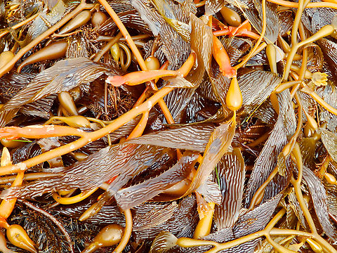 Giant kelp - Macrocystis pyrifera Pacific Grove, Monterey, CA, US Fall,Geotagged,Giant kelp,Macrocystis pyrifera,United States