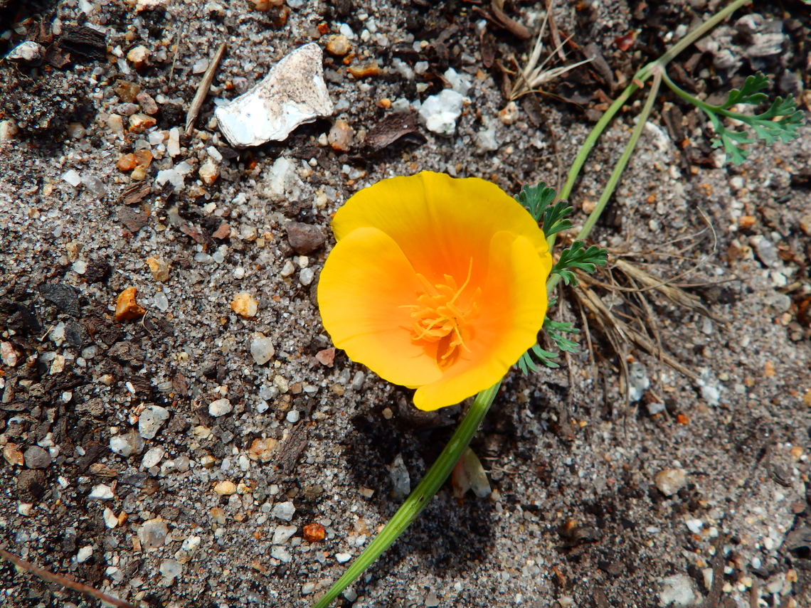 Eschscholzia californica var. maritima Pacific Grove, Monterey, CA, US California Poppy,Eschscholzia californica,Fall,Geotagged,United States