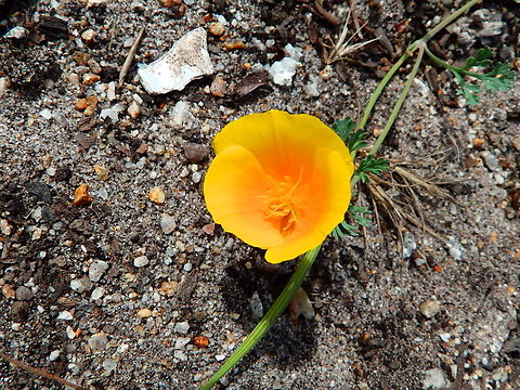 Eschscholzia californica var. maritima Pacific Grove, Monterey, CA, US California Poppy,Eschscholzia californica,Fall,Geotagged,United States