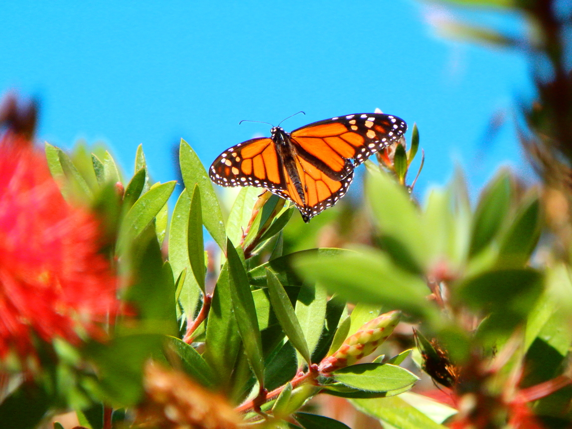 Monarch butterfly - Danaus plexippus Pacific Grove, Monterey, CA, US Danaus plexippus,Fall,Geotagged,Monarch butterfly,United States