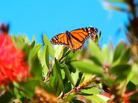Monarch butterfly - Danaus plexippus Pacific Grove, Monterey, CA, US Danaus plexippus,Fall,Geotagged,Monarch butterfly,United States