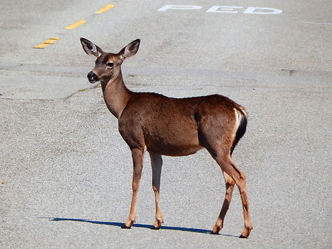 Columbian Black-tailed Deer - Odocoileus hemionus columbianus Pacific Grove, Monterey, CA, US Columbian Black-tailed Deer,Fall,Geotagged,Odocoileus hemionus columbianus,United States