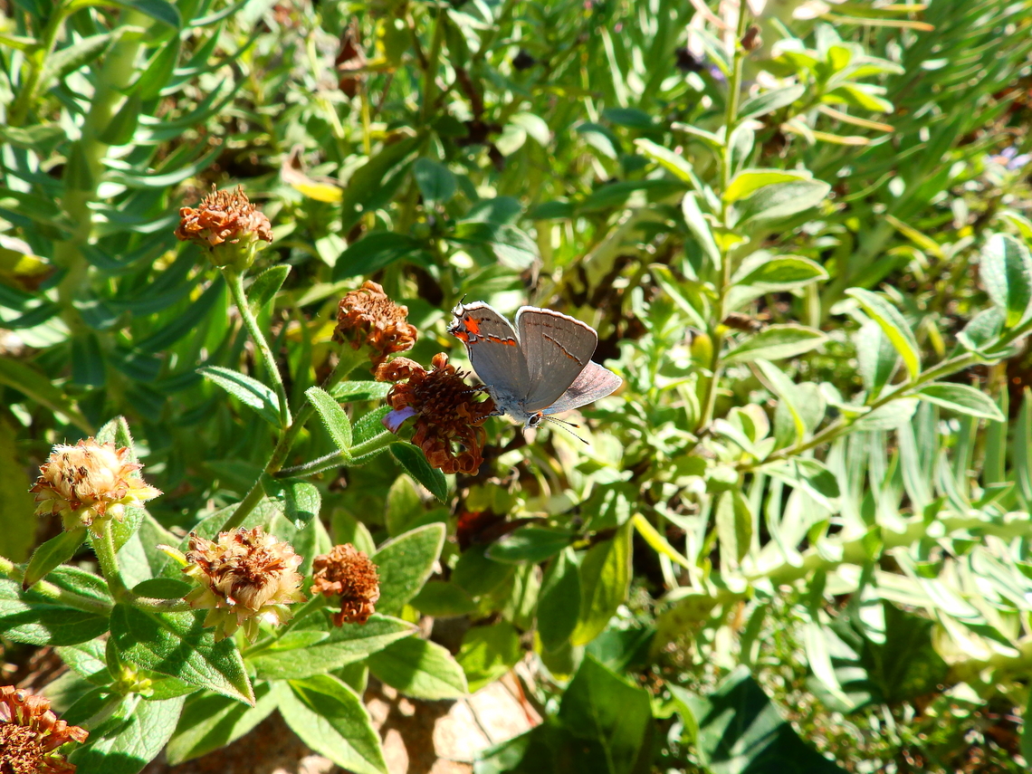 Gray Hairstreak - Strymon melinus Monterey, CA, US Fall,Geotagged,Gray Hairstreak,Strymon melinus,United States