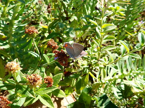 Gray Hairstreak - Strymon melinus Monterey, CA, US Fall,Geotagged,Gray Hairstreak,Strymon melinus,United States