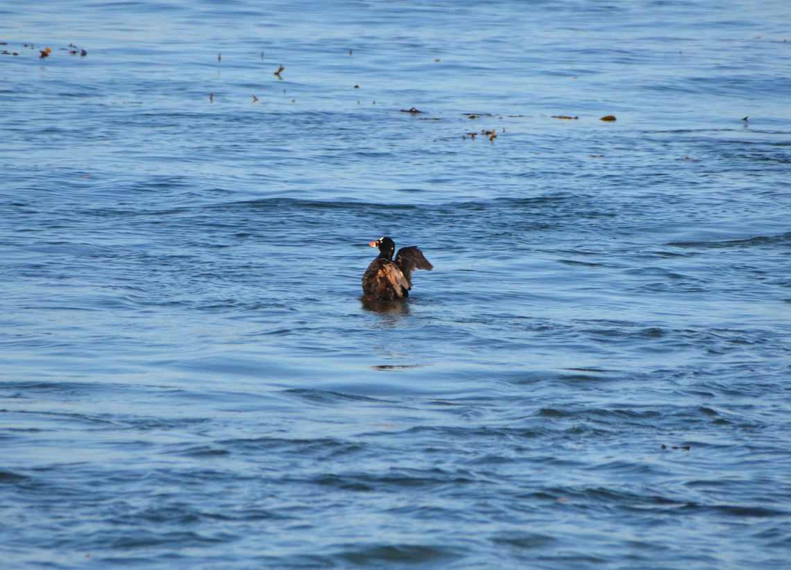 Surf scoter - Melanitta perspicillata Monterey, CA, US Fall,Geotagged,Melanitta perspicillata,Surf scoter,United States