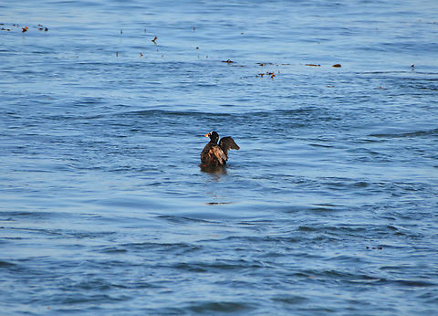 Surf scoter - Melanitta perspicillata Monterey, CA, US Fall,Geotagged,Melanitta perspicillata,Surf scoter,United States