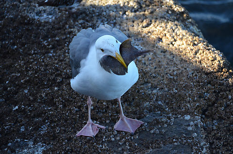 Western gull - Larus occidentalis Monterey, CA, US Fall,Geotagged,Larus occidentalis,United States,Western gull