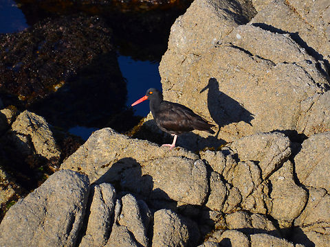 Black oystercatcher - Haematopus bachmani Monterey, CA, US Black oystercatcher,Fall,Geotagged,Haematopus bachmani,United States