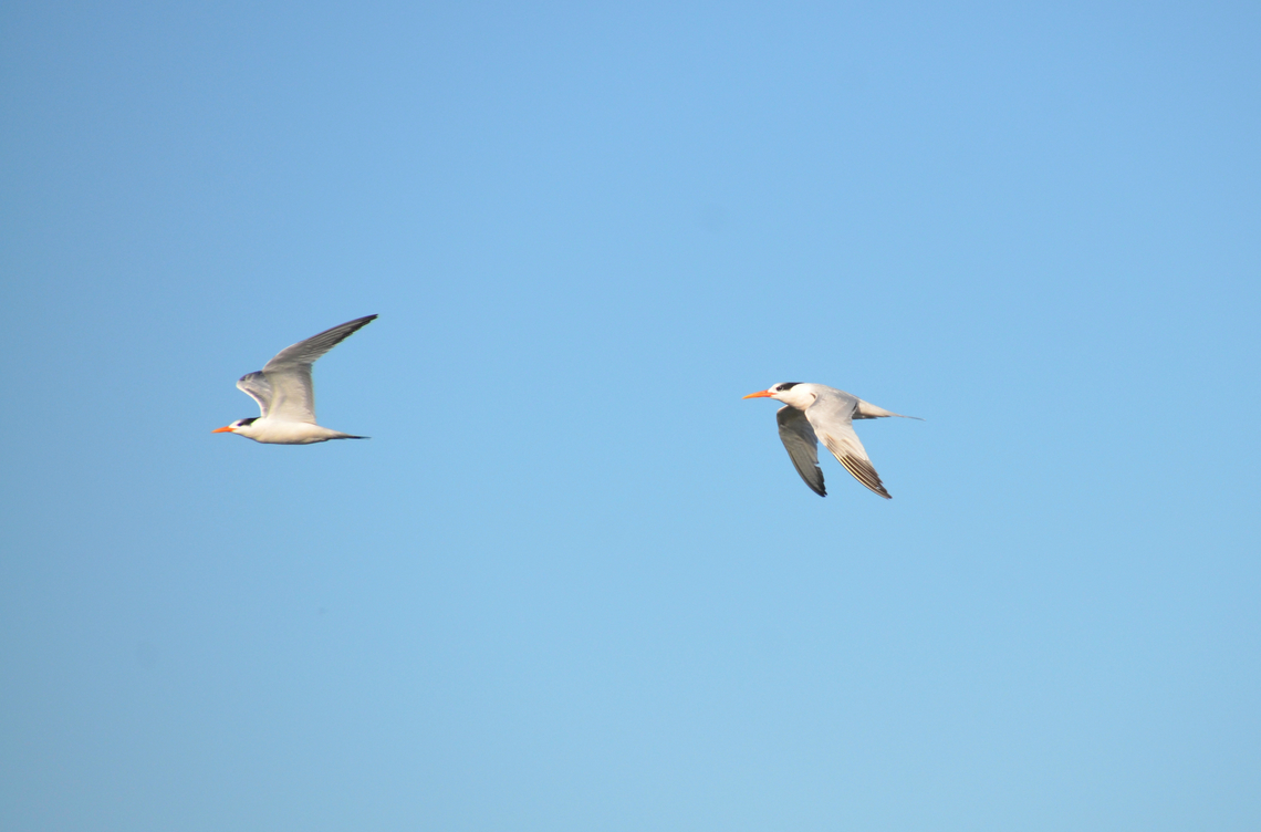 Royal tern - Thalasseus maximus Monterey, CA, US Fall,Geotagged,Royal tern,Thalasseus maximus,United States