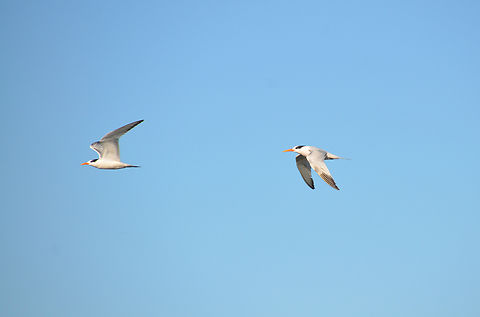 Royal tern - Thalasseus maximus Monterey, CA, US Fall,Geotagged,Royal tern,Thalasseus maximus,United States
