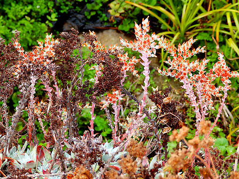 Dudleya farinosa Garrapata State Park Trail, CA, US Dudleya farinosa,Fall,Geotagged,United States