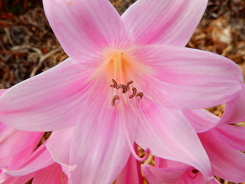 Belladonna Lily - Amaryllis belladonna Bixby Creek Bridge, CA, US Amaryllis belladonna,Belladonna Lily,Fall,Geotagged,United States