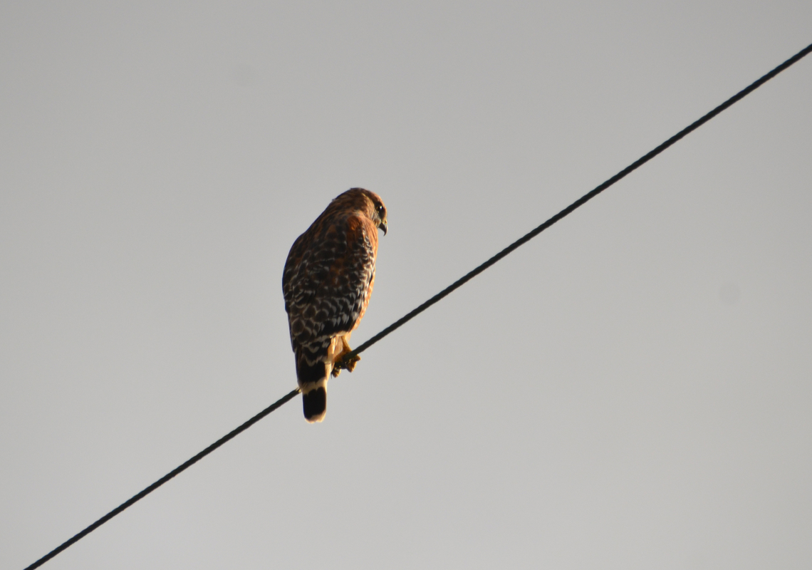 Red-shouldered Hawk - Buteo lineatus Garrapata State Park Trail, CA, US Buteo lineatus,Fall,Geotagged,Red-shouldered Hawk,United States
