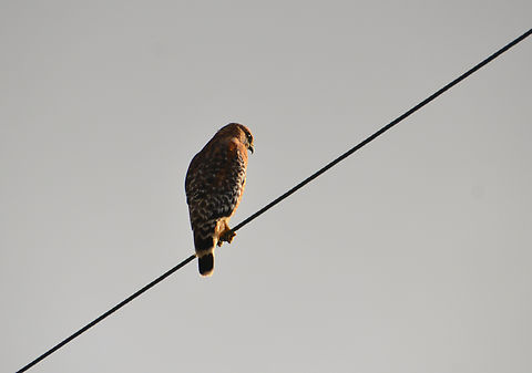 Red-shouldered Hawk - Buteo lineatus Garrapata State Park Trail, CA, US Buteo lineatus,Fall,Geotagged,Red-shouldered Hawk,United States