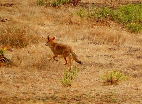 Coyote - Canis latrans Rocky Point, CA, US Canis latrans,Coyote,Fall,Geotagged,United States