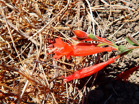California Fuchsia - Epilobium canum Pacific Valley Bluff trail, CA, US California Fuchsia,Epilobium canum,Fall,Geotagged,United States