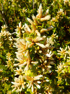 Coyote Brush - Baccharis pilularis Pacific Valley Bluff trail, CA, US Baccharis pilularis,Fall,Geotagged,United States