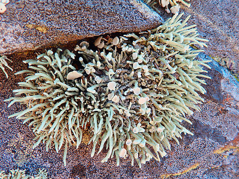 Lichen, maybe Roccella Pacific Valley Bluff trail, CA, US Fall,Geotagged,United States