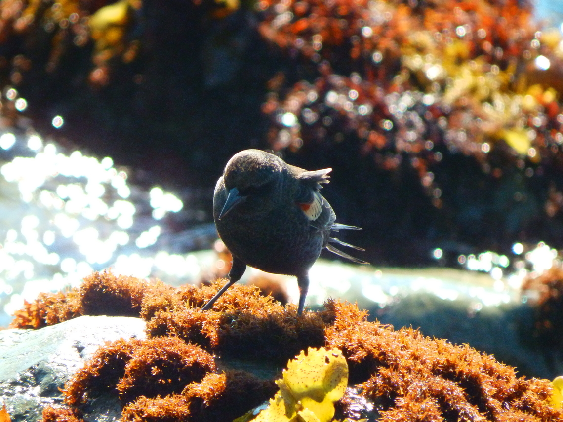 Red-winged blackbird - Agelaius phoeniceus Willow Creek View Point, CA, US Agelaius phoeniceus,Fall,Geotagged,Red-winged blackbird,United States