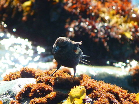 Red-winged blackbird - Agelaius phoeniceus Willow Creek View Point, CA, US Agelaius phoeniceus,Fall,Geotagged,Red-winged blackbird,United States