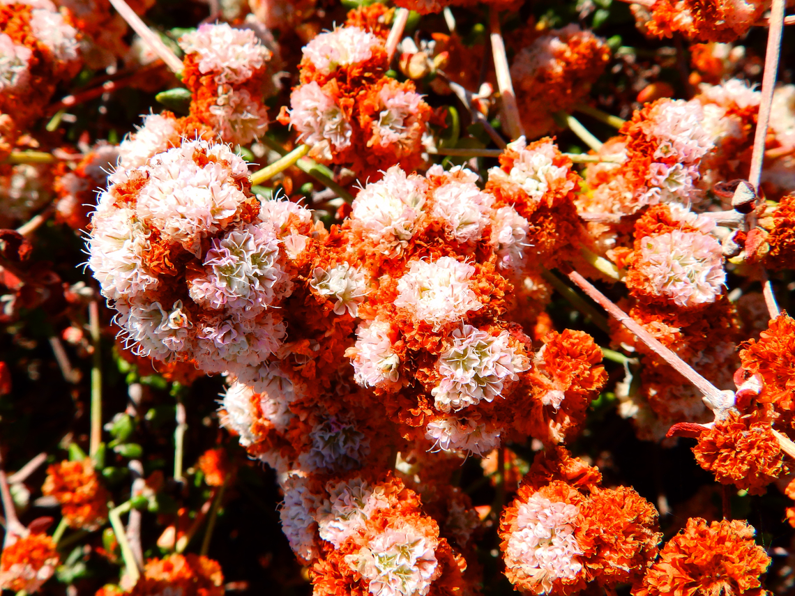 Eriogonum fasciculatum Willow Creek View Point, CA, US Eriogonum fasciculatum,Fall,Geotagged,United States,erigonum fasciculatum
