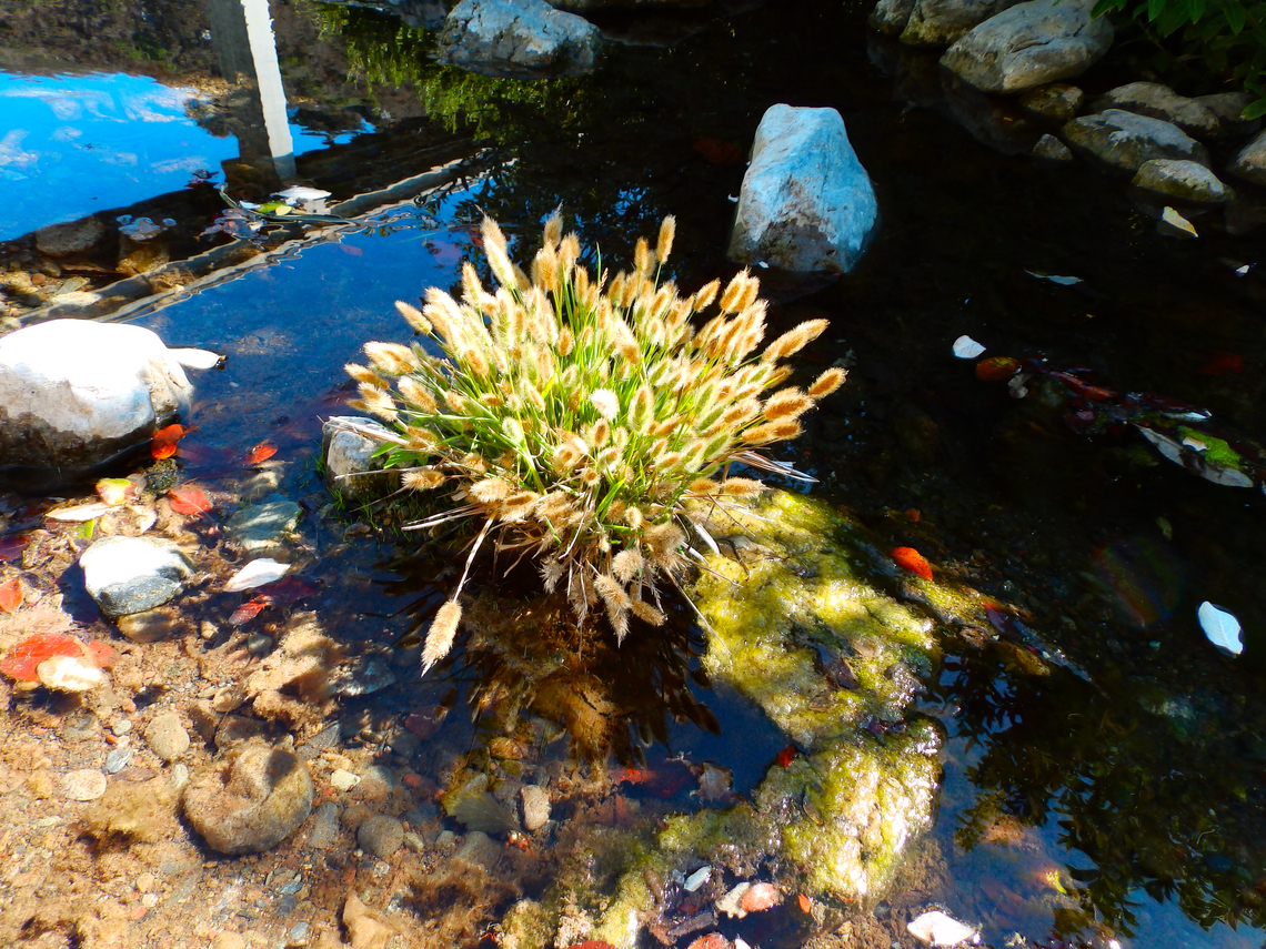Rabbitfoot Grass - Polypogon monspeliensis Willow Creek View Point, CA, US Fall,Geotagged,Polypogon  monspeliensis,Rabbitfoot Grass,United States