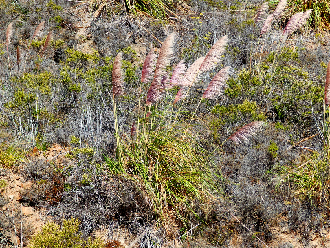Pampas Grass - Cortaderia selloana Cabrillo Highway Cortaderia selloana,Fall,Geotagged,Pampas Grass,United States