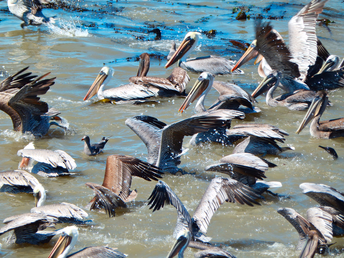 Brown pelican - Pelecanus_occidentalis Piedras Blancas State Marine Reserve, CA, US Brown pelican,Fall,Geotagged,Pelecanus occidentalis,United States