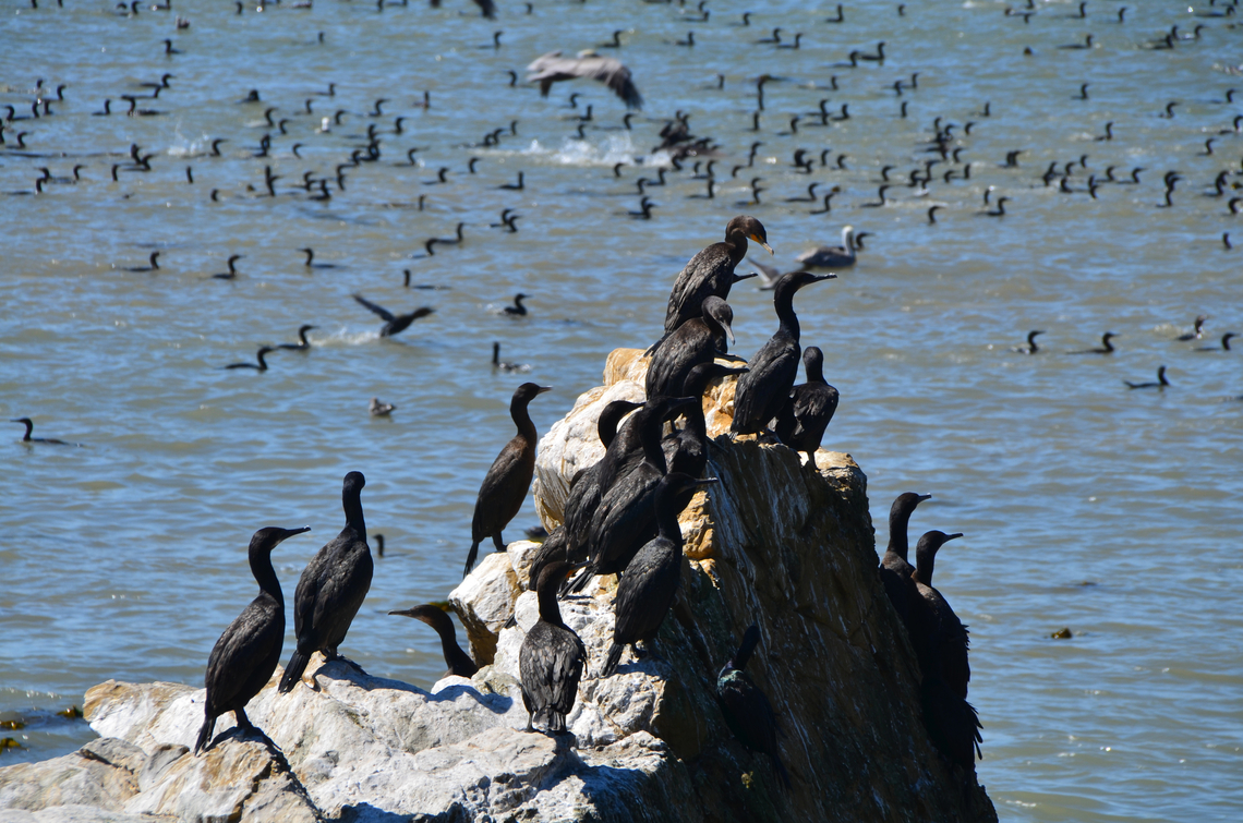 Double-crested cormorant - Phalacrocorax auritus Piedras Blancas State Marine Reserve, CA, US Double-crested cormorant,Fall,Geotagged,Phalacrocorax auritus,United States