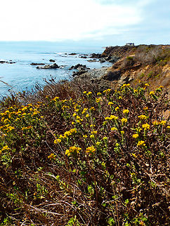 Isocoma menziesii sedoides Piedras Blancas State Marine Reserve, CA, US Fall,Geotagged,Isocoma menziesii,United States