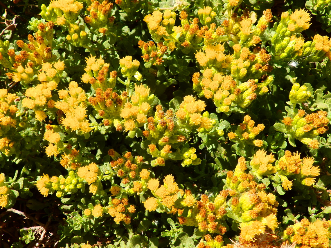 Isocoma menziesii sedoides San Simeon Bay,CA, US Fall,Geotagged,Isocoma menziesii,United States