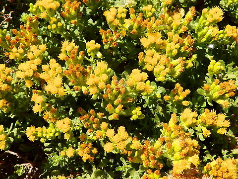 Isocoma menziesii sedoides San Simeon Bay,CA, US Fall,Geotagged,Isocoma menziesii,United States