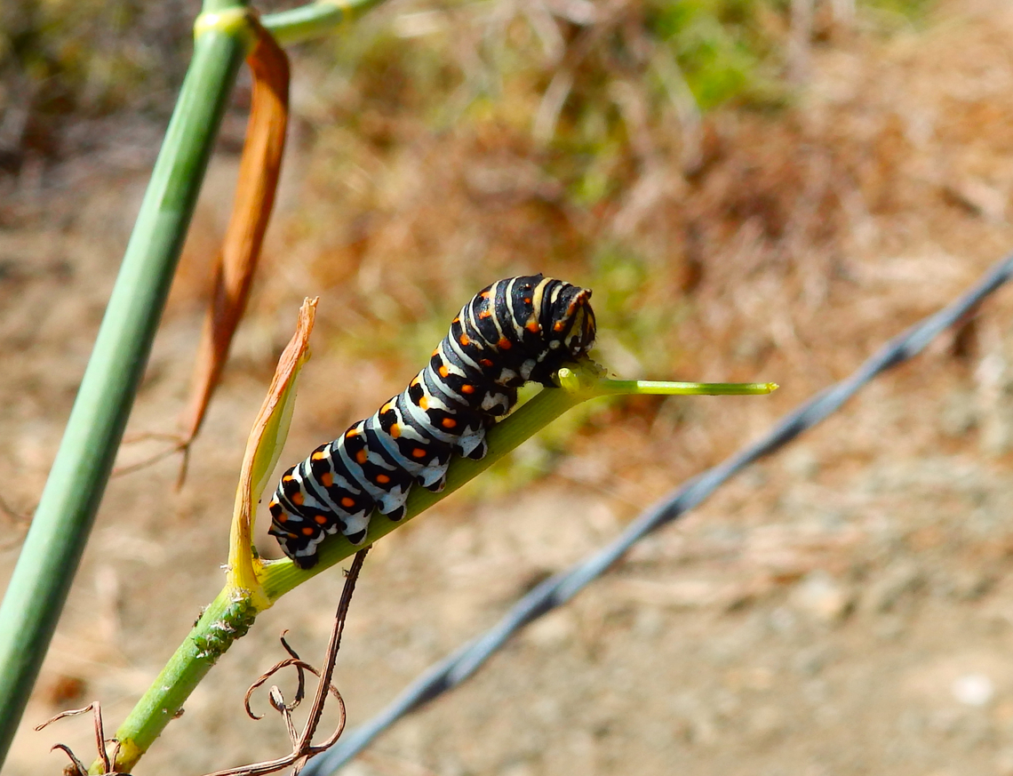 Black Swallowtail - Papilio polyxenes Piedras Blancas Elephant Seal Rookery, CA, US<br />
 Black Swallowtail,Fall,Geotagged,Papilio polyxenes,United States