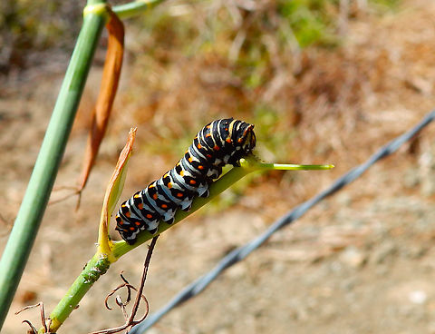 Black Swallowtail - Papilio polyxenes Piedras Blancas Elephant Seal Rookery, CA, US
 Black Swallowtail,Fall,Geotagged,Papilio polyxenes,United States