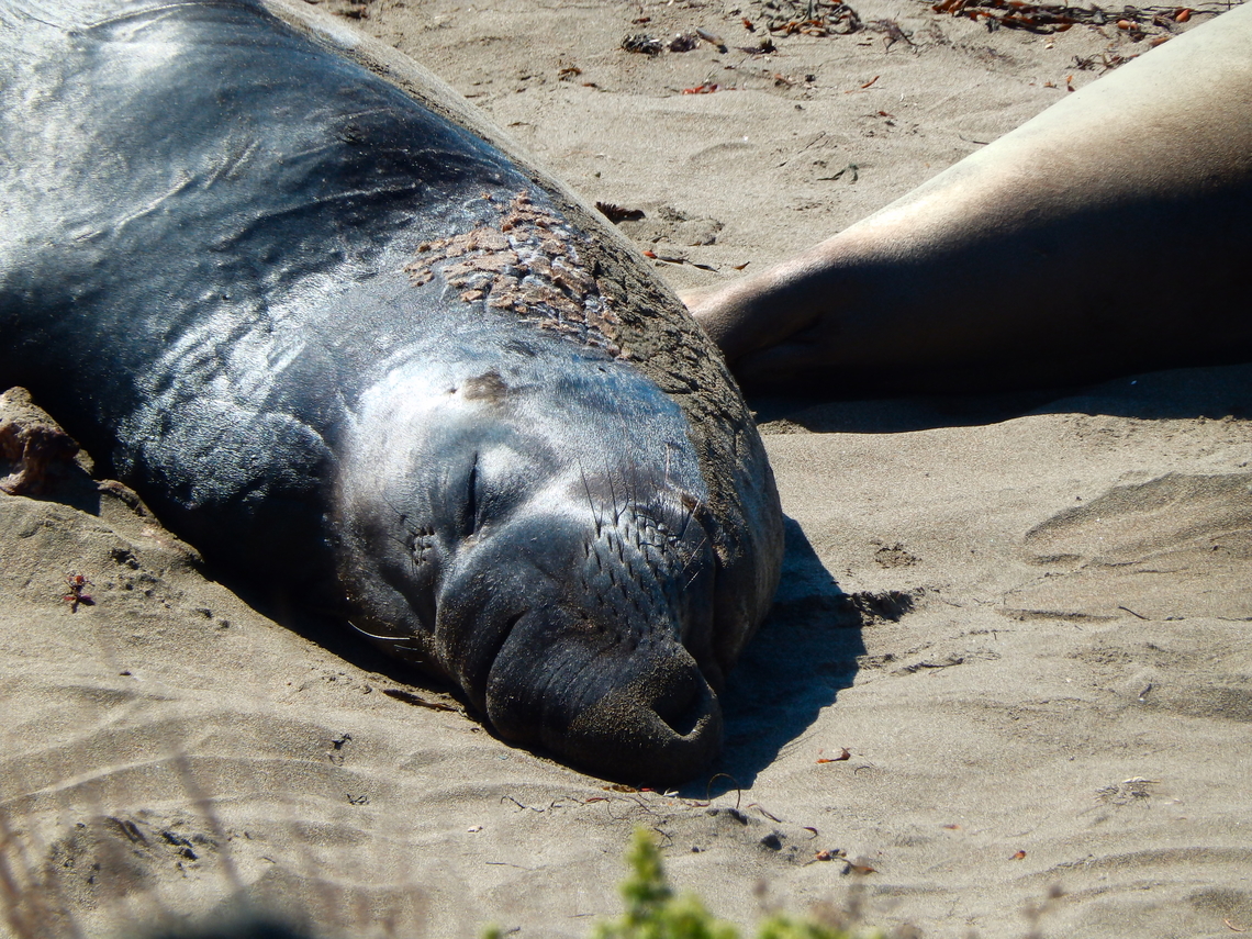 Northern elephant seal - Mirounga angustirostris Piedras Blancas Elephant Seal Rookery, CA, US<br />
 Fall,Geotagged,Mirounga angustirostris,Northern elephant seal,United States